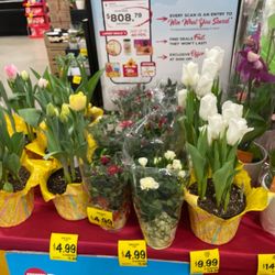 Grocery Outlet