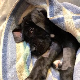 The day she came home from the vet The day she came home from the vet