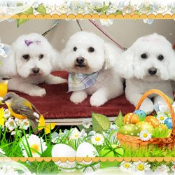 Eve's Poodle Salon