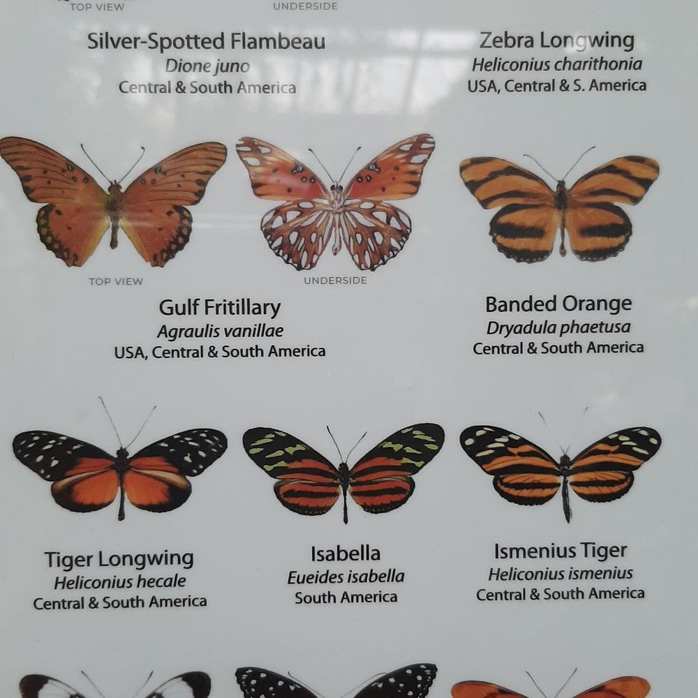 Cambridge Butterfly Conservatory - Botanical Gardens Near Me - Cambridge, Ontario Cambridge Butterfly Conservatory - Botanical Gardens Near Me - Cambridge, Ontario