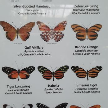 Cambridge Butterfly Conservatory - Botanical Gardens Near Me - Cambridge, Ontario Cambridge Butterfly Conservatory - Botanical Gardens Near Me - Cambridge, Ontario