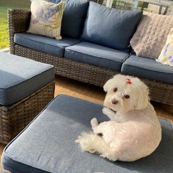 Wet Paws Mobile Grooming - Zoey - Pet Groomers Near Me Wet Paws Mobile Grooming - Zoey - Pet Groomers Near Me