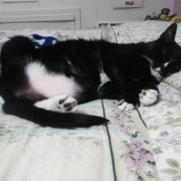 Leading a comfy life, despite her arthritis and resulting limp, because of the dedicated staff and volunteers of Warwick Animal Shelter!