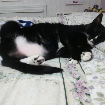 Warwick Animal shelter - Leading a comfy life, despite her arthritis and resulting limp, because of the dedicated staff and volunteers of Warwick Animal Shelter! - Pet Sitting Near Me - Warwick, Rhode Island