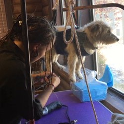 Laurie's Gentle Pet Grooming