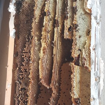 Wilderness Animal Control - Pest Control Near Me Wilderness Animal Control - Pest Control Near Me