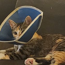 Eden Pet Hospital