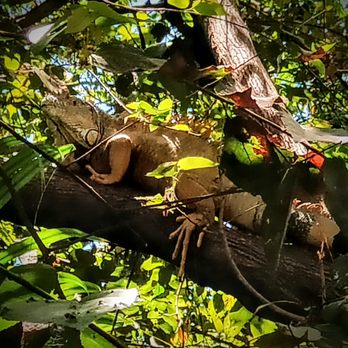 River Café - Iguana and foliage - Mexican Near Me - Puerto Vallarta, JAL