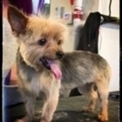 Furry Friends Spa & Daycare - Photo