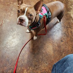 Hutto Veterinary Clinic - Stella in for a check up