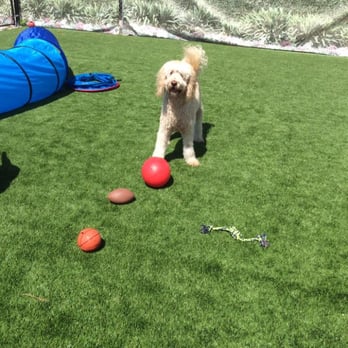 Very Important Paws - Outdoor actvitiy day fun! - Pet Groomers Near Me - West Palm Beach, Florida