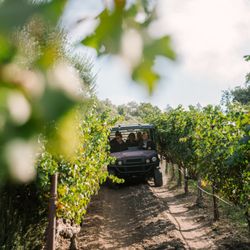 The Terraces - Vineyard tour