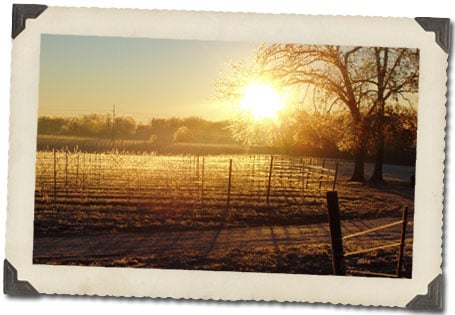 Hutton Vineyards - vineyard in Dobson, NC
