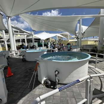 Loggerhead Marinelife Center - Community Service/Non-Profit Near Me - Juno Beach, Florida