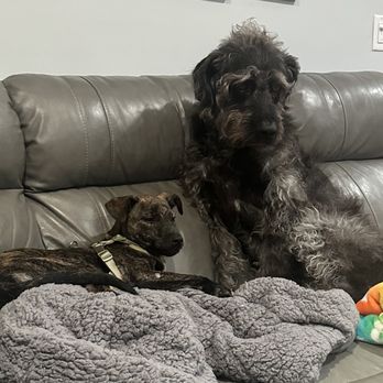 The Pawfect Sitter - Pet Sitting Near Me The Pawfect Sitter - Pet Sitting Near Me