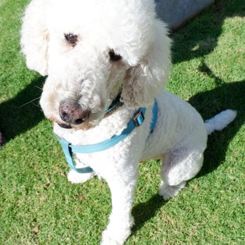 Bubble Doggie - Pet Groomers Near Me - La Mirada, California