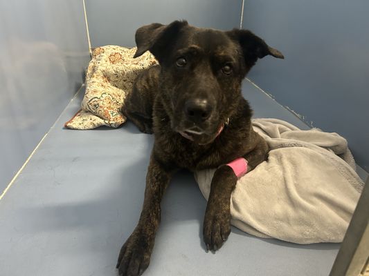 Elkhorn Veterinary Clinic