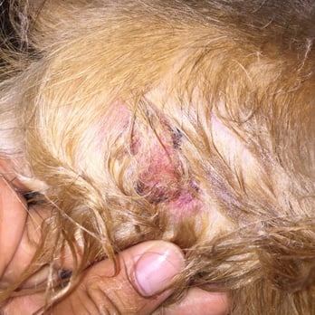 WagVille - Here is one of his legs! How can you miss that! - Pet Training Near Me - Los Angeles, California