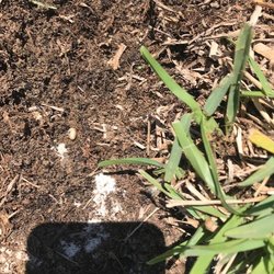 Next Level Turf Management
