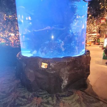 Rainforest Cafe - American Near Me - Sunrise, Florida