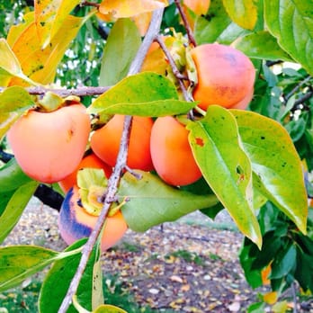 Wofford Acres Vineyards - I should have asked if I could get some Hachiya persimmons - gotta eat them soft & mushy - Wineries Near Me - Camino, California Wofford Acres Vineyards - I should have asked if I could get some Hachiya persimmons - gotta eat them soft & mushy - Wineries Near Me - Camino, California