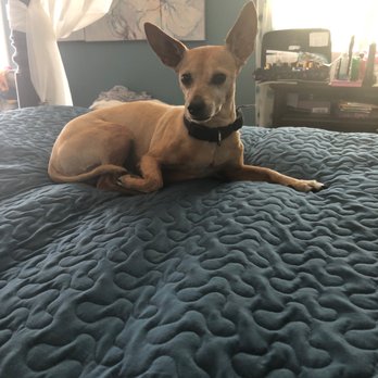 Pet Salon - Example of There excellent work!!! He just got the "WORKS" - Pet Groomers Near Me - Mentone, California Pet Salon - Example of There excellent work!!! He just got the "WORKS" - Pet Groomers Near Me - Mentone, California