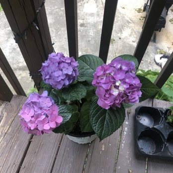 Accent Nursery & Landscaping - Hydrangea - Nurseries & Gardening Near Me - Douglasville, Georgia Accent Nursery & Landscaping - Hydrangea - Nurseries & Gardening Near Me - Douglasville, Georgia