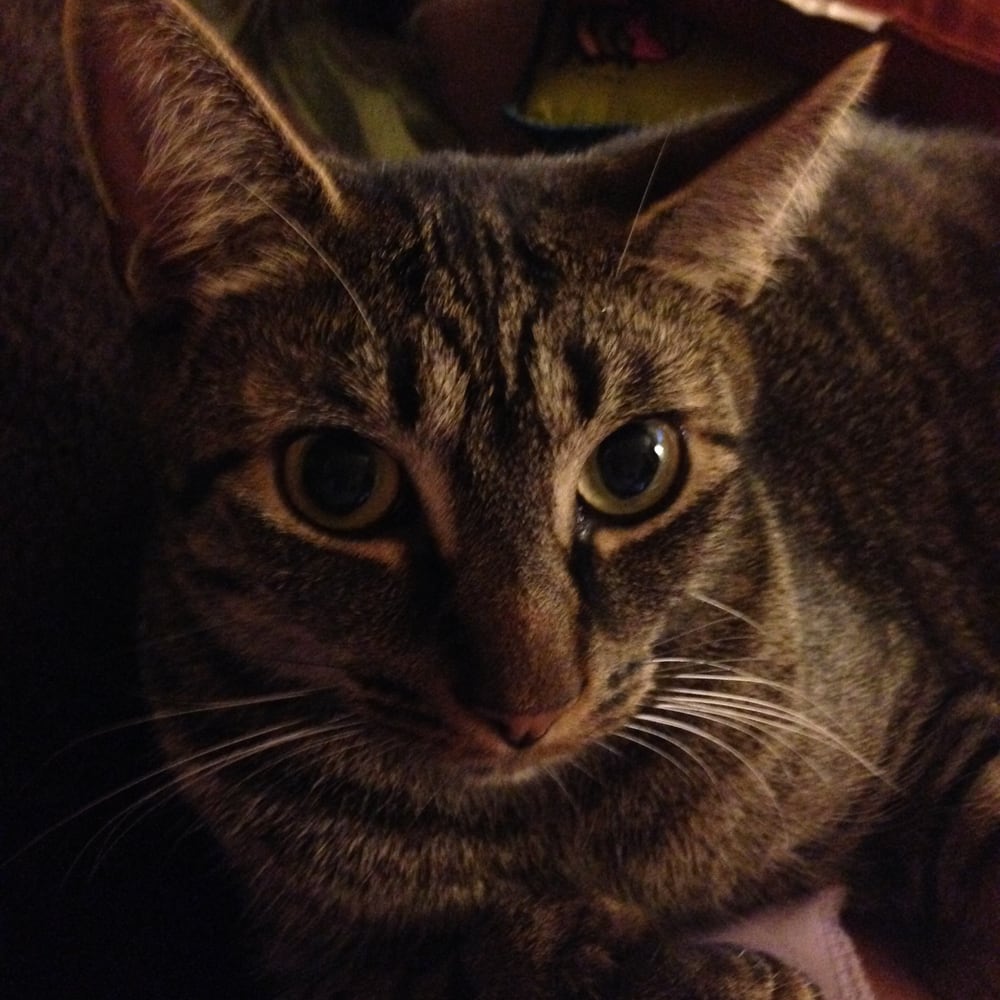 Adventure Pet Sitting - pet boarding facility in Rochester, NY