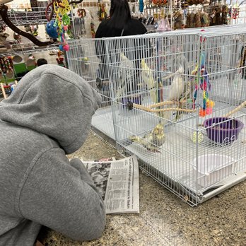 Denise's Parrot Place - Meeting the cockatiels - Bird Shops Near Me - Mercer Island, Washington