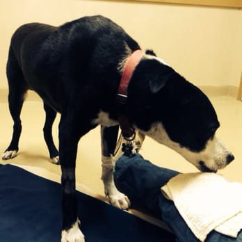Petplan Pet Insurance - Scout at the ER within 24 hours after Riley with the same symptoms! Thank goodness for PetPlan!!! - Pet Insurance Near Me Petplan Pet Insurance - Scout at the ER within 24 hours after Riley with the same symptoms! Thank goodness for PetPlan!!! - Pet Insurance Near Me
