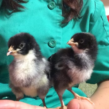 Escondido Feed & Pet Supply - Picked up these little cuties here today - Pet Stores Near Me - Escondido, California Escondido Feed & Pet Supply - Picked up these little cuties here today - Pet Stores Near Me - Escondido, California