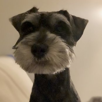 Howlistic Grooming - Pet Groomers Near Me - Chicago, Illinois