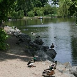 Röhrensee - Röhrensee - Enten