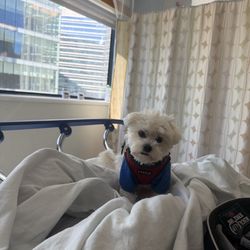 Massachusetts General Hospital - Dr Smallz, my medical alert Service Dog, Watching me in the Infusion Clinic at  Massachusetts General Hospital