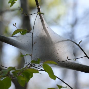 Big Creek Park - Parks Near Me - Roswell, Georgia
