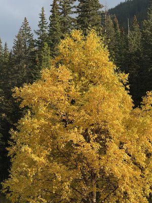 Miette Hot Springs by null