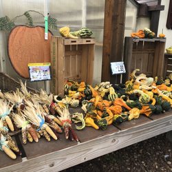 Hillcrest Farms & Greenhouse - Indian corn and gourds!