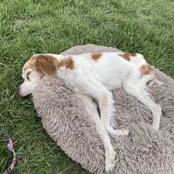 Town & Country Animal Hospital - Dreaming about chasing birds.