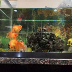 China One - Fish
