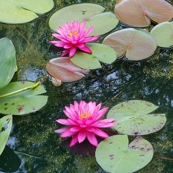 Gibbs Gardens - More water lilies. These were a nice surprise once I was able to find a more shaded area for a photo. - Botanical Gardens Near Me - Ball Ground, Georgia Gibbs Gardens - More water lilies. These were a nice surprise once I was able to find a more shaded area for a photo. - Botanical Gardens Near Me - Ball Ground, Georgia