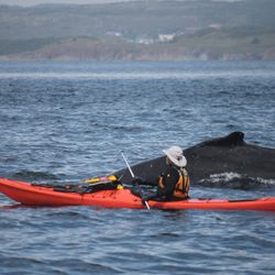 Trinity Eco-Tours - Did I  mention wildlife can also be seen on our tours