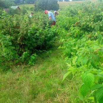 Sutters Ridge Farm - Second raspberry area is over by the kids games. - Fruits & Veggies Near Me - Mount Horeb, Wisconsin Sutters Ridge Farm - Second raspberry area is over by the kids games. - Fruits & Veggies Near Me - Mount Horeb, Wisconsin