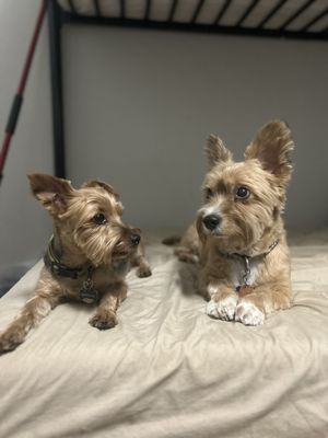 Project Pup, Phoenix, AZ 85021, US - MapQuest