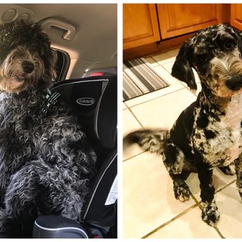 Animal Salon - Before (with mats) and after with full shave - Pet Groomers Near Me - San Diego, California Animal Salon - Before (with mats) and after with full shave - Pet Groomers Near Me - San Diego, California