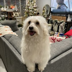Buzz's Grooming & More - Freshly groomed teddy pooh