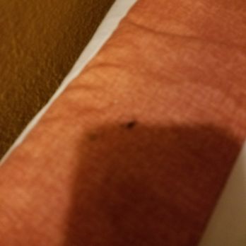 Americas Best Value Inn Brenham - Bed Bugs at America's Best Value Inn. - Hotels Near Me - Brenham, Texas Americas Best Value Inn Brenham - Bed Bugs at America's Best Value Inn. - Hotels Near Me - Brenham, Texas