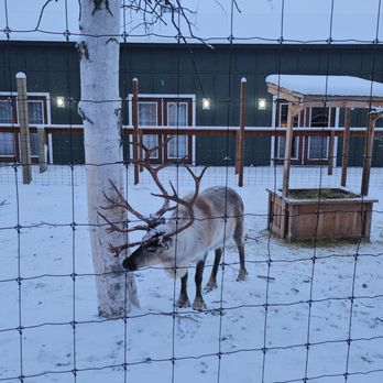 Pike's Waterfront Lodge - Reindeer on site for additional price ($35/family) - Hotels Near Me - Fairbanks, Alaska Pike's Waterfront Lodge - Reindeer on site for additional price ($35/family) - Hotels Near Me - Fairbanks, Alaska