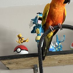 Exotic Bird Shop - Personal picture of our sun conure chillin