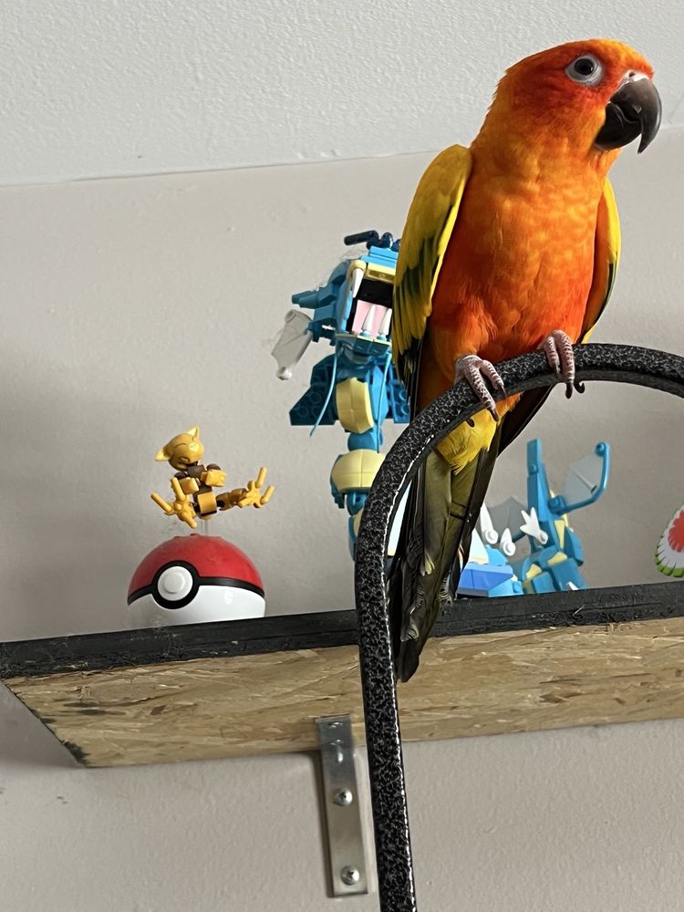 Exotic Bird Shop - pet boarding facility in Belleville, MI