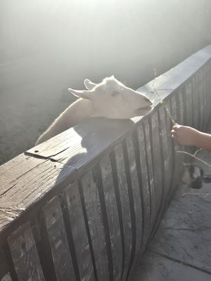 Longshadow Ranch Winery by null